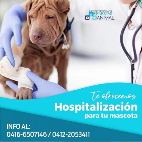 Hospitalizacion para tu mascota