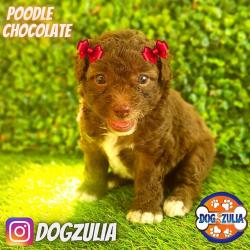 POODLE CHOCOLATE