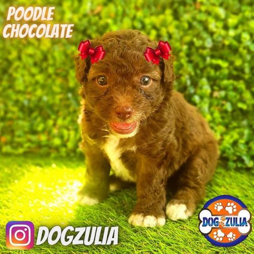 POODLE CHOCOLATE