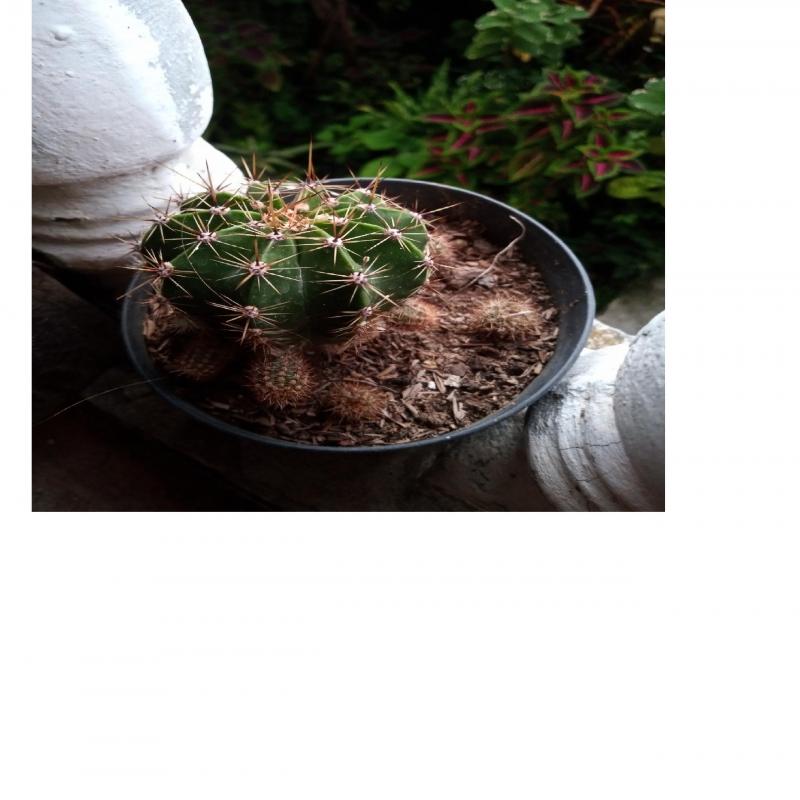 Cactus, suculentas y materos