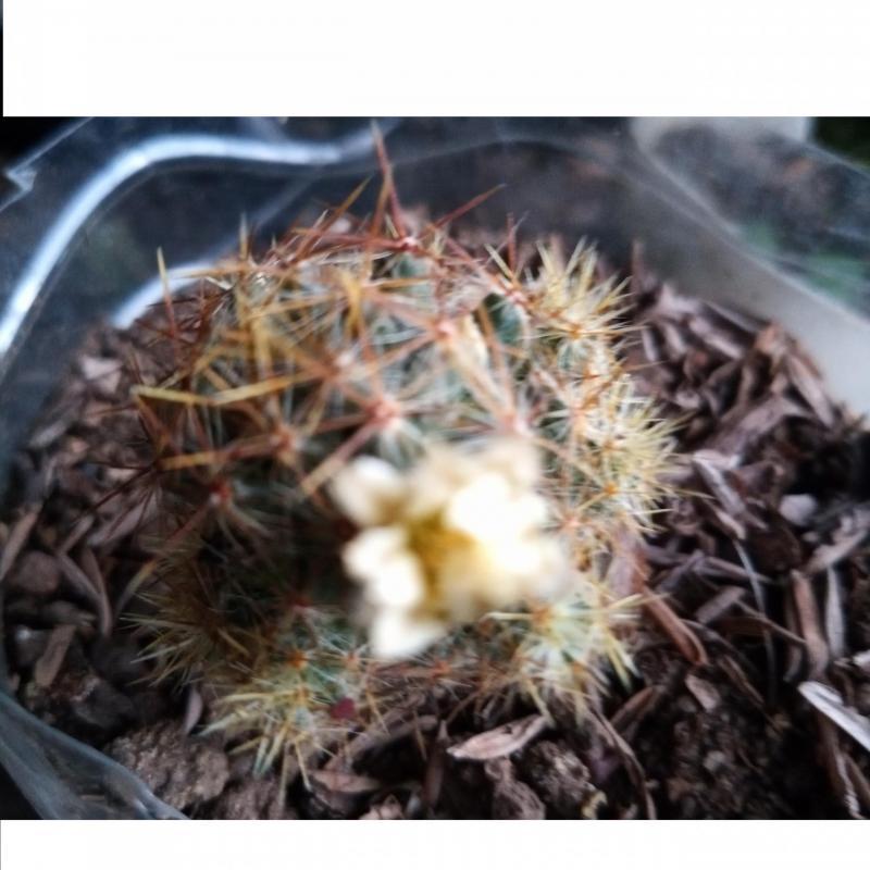 Mini Cactus Y Suculentas