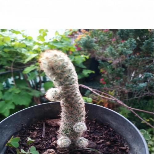 Cactus Y Suculentas Plantas