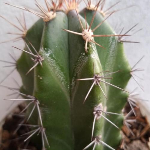 Cactus, suculentas y materos